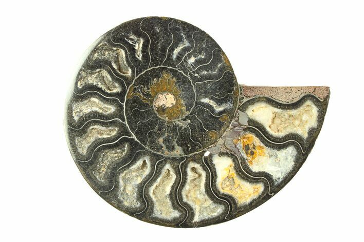 Cut & Polished Ammonite Fossil (Half) - Unusual Black Color #281287